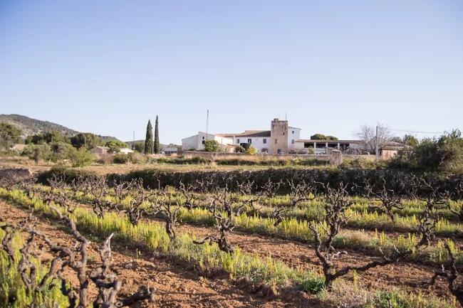 Penedès countryside and vineyards — 4