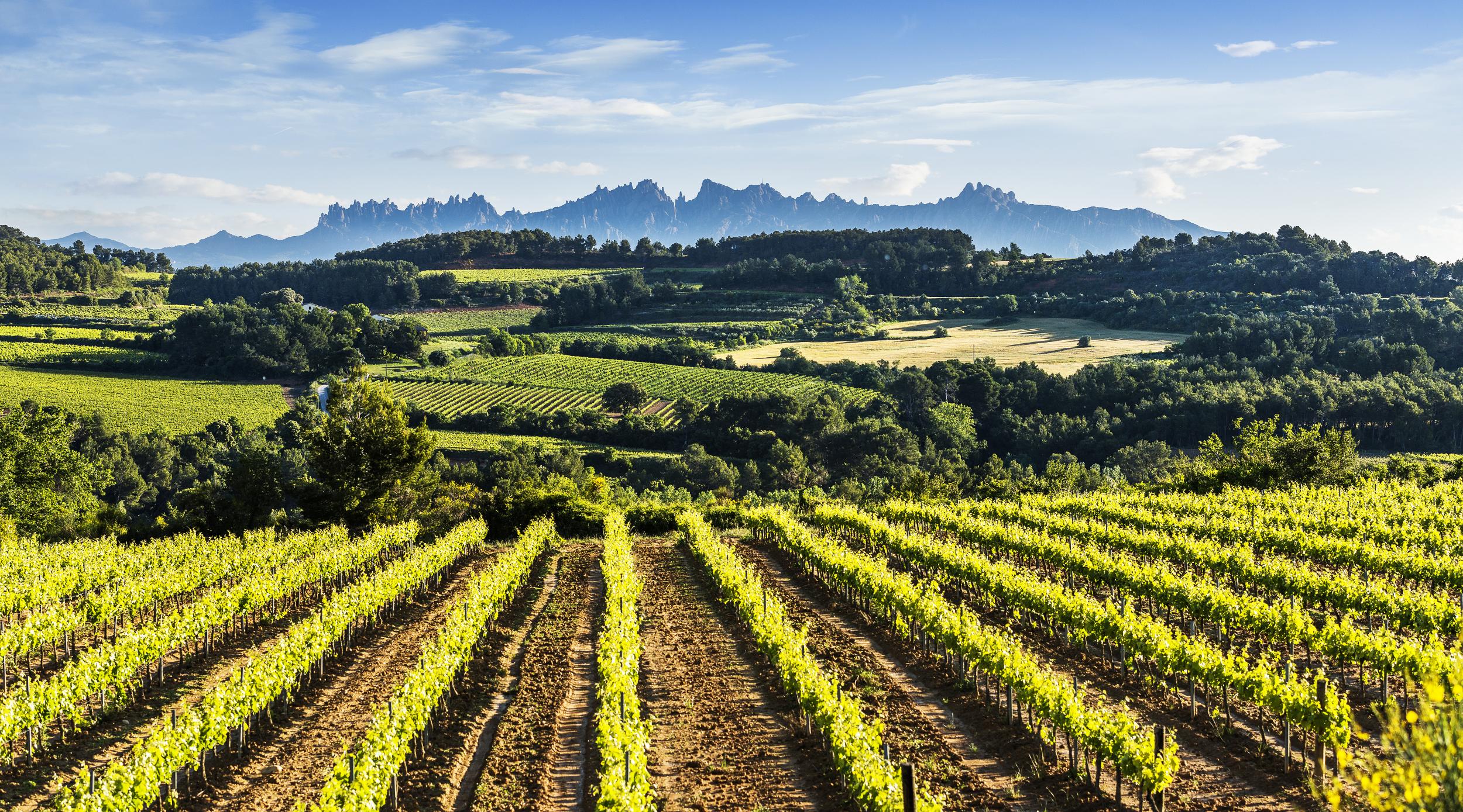 Paisaje de viñedos del Penedès